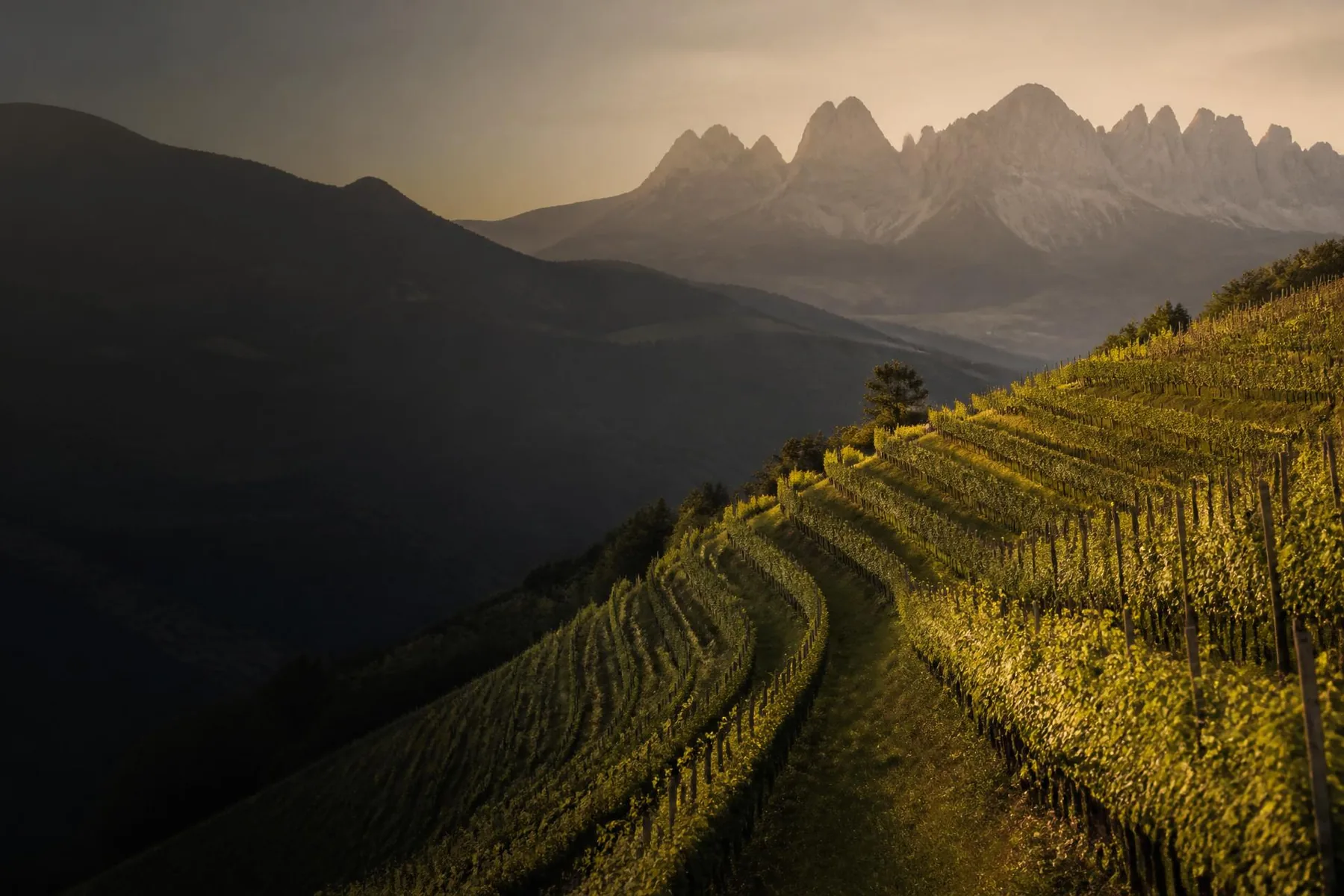 Paesaggio dell'Alto Adige: filari di vigneto in golden hour con le Dolomiti sullo sfondo